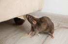 Top 5 Signs You Have a Pest Infestation in Your Sydney Home