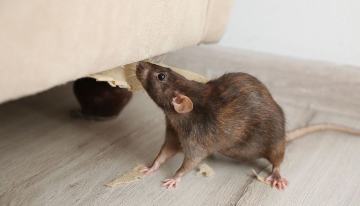 Top 5 Signs You Have a Pest Infestation in Your Sydney Home