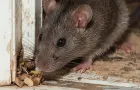 How to Tell If You Have Rats or Mice in Your Home