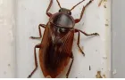 How to Get Rid of German Cockroaches at Home