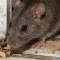 How to Tell If You Have Rats or Mice in Your Home
