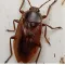 How to Get Rid of German Cockroaches at Home